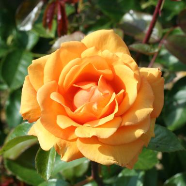Picture of Bush Rose Simply The Best