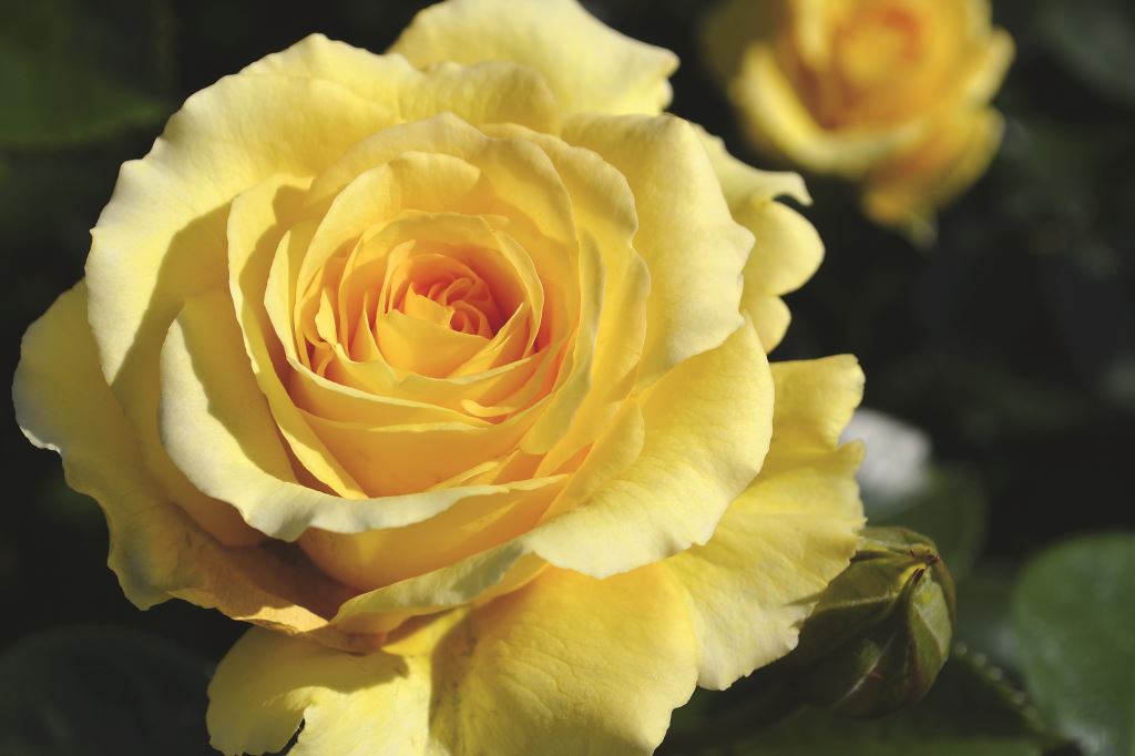 Picture of Rose Sommergold