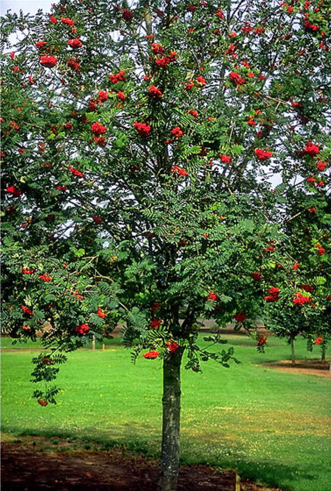 Picture of Sorbus aucuparia Cardinal Royal