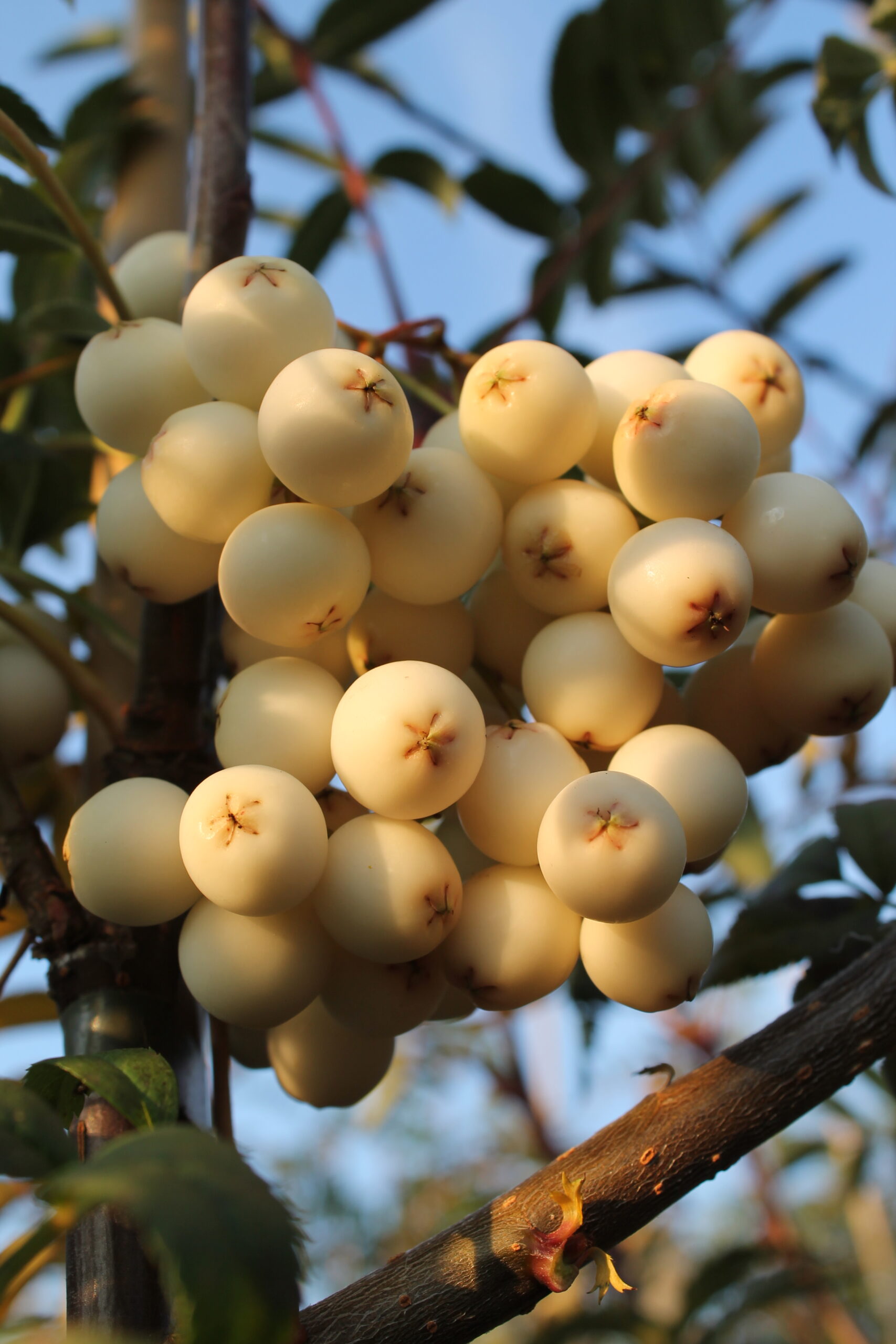 Picture of Sorbus cashmiriana