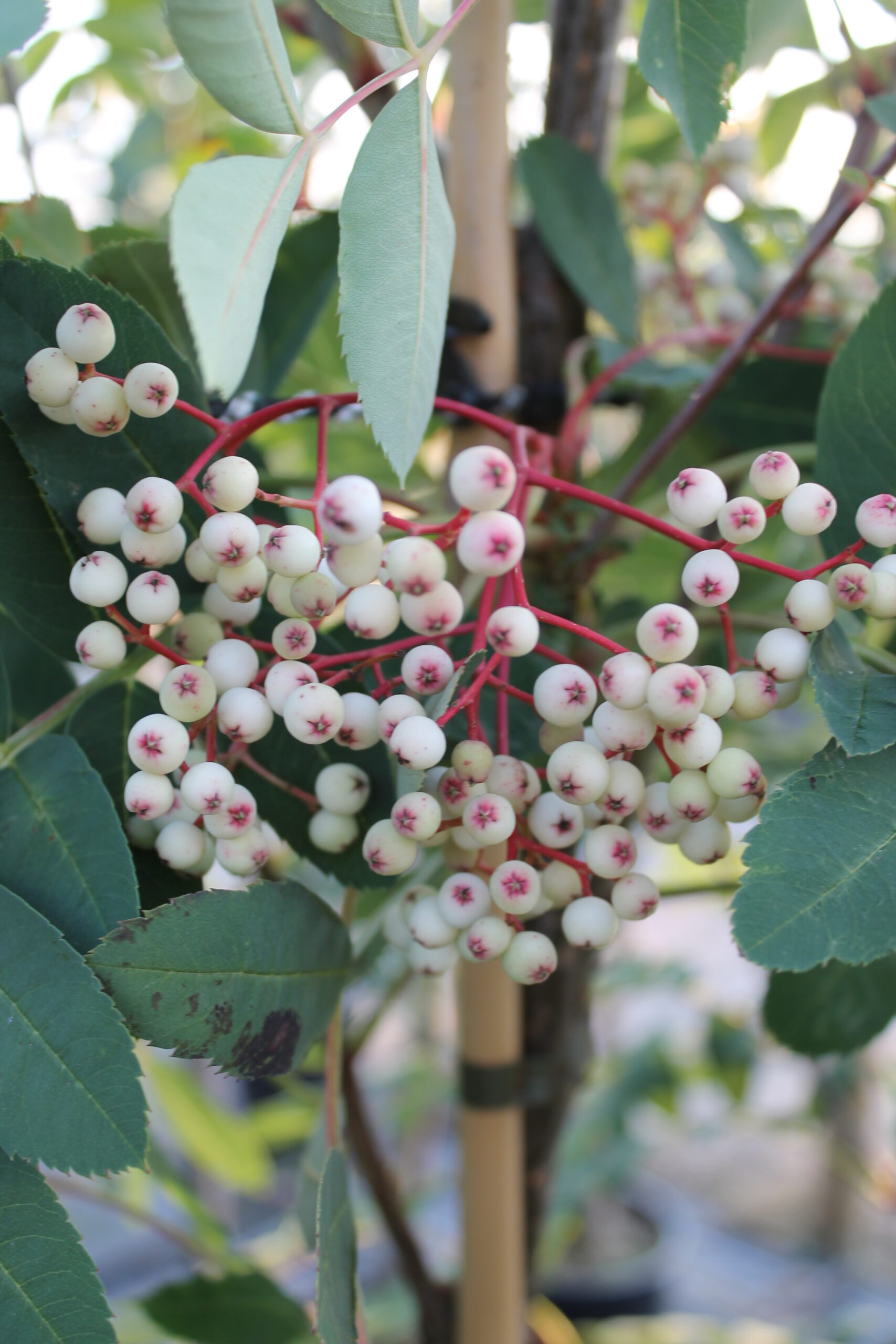 Picture of Sorbus hupehensis