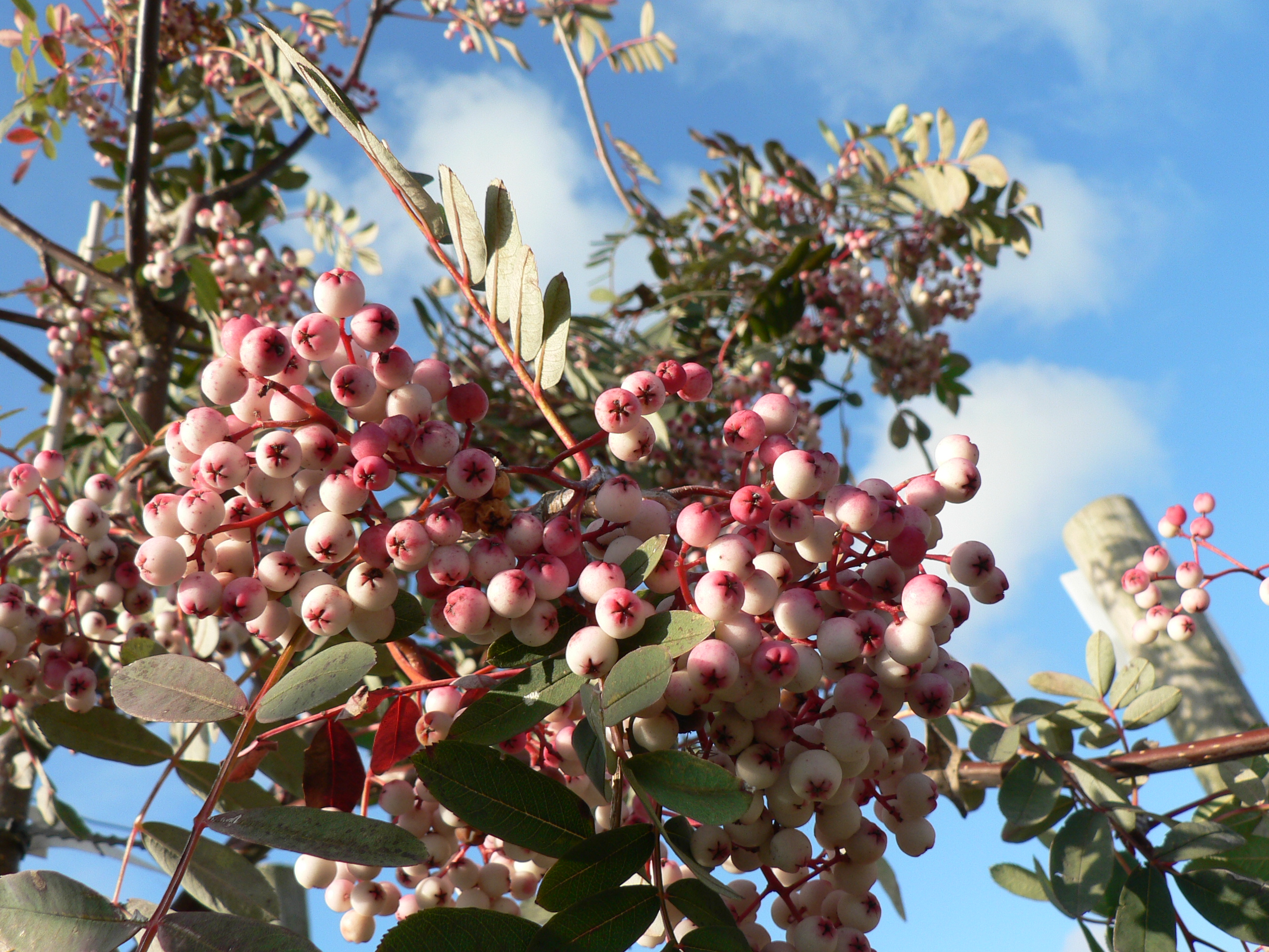Picture of Sorbus hupehensis Pink Pagoda