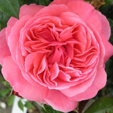 Picture of Bush Rose Special Anniversary