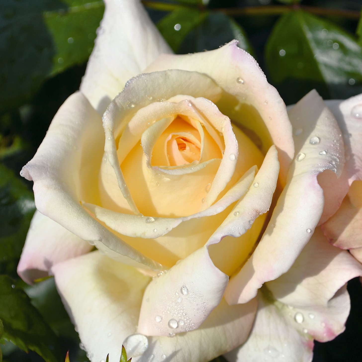 Picture of Bush Rose Special Day