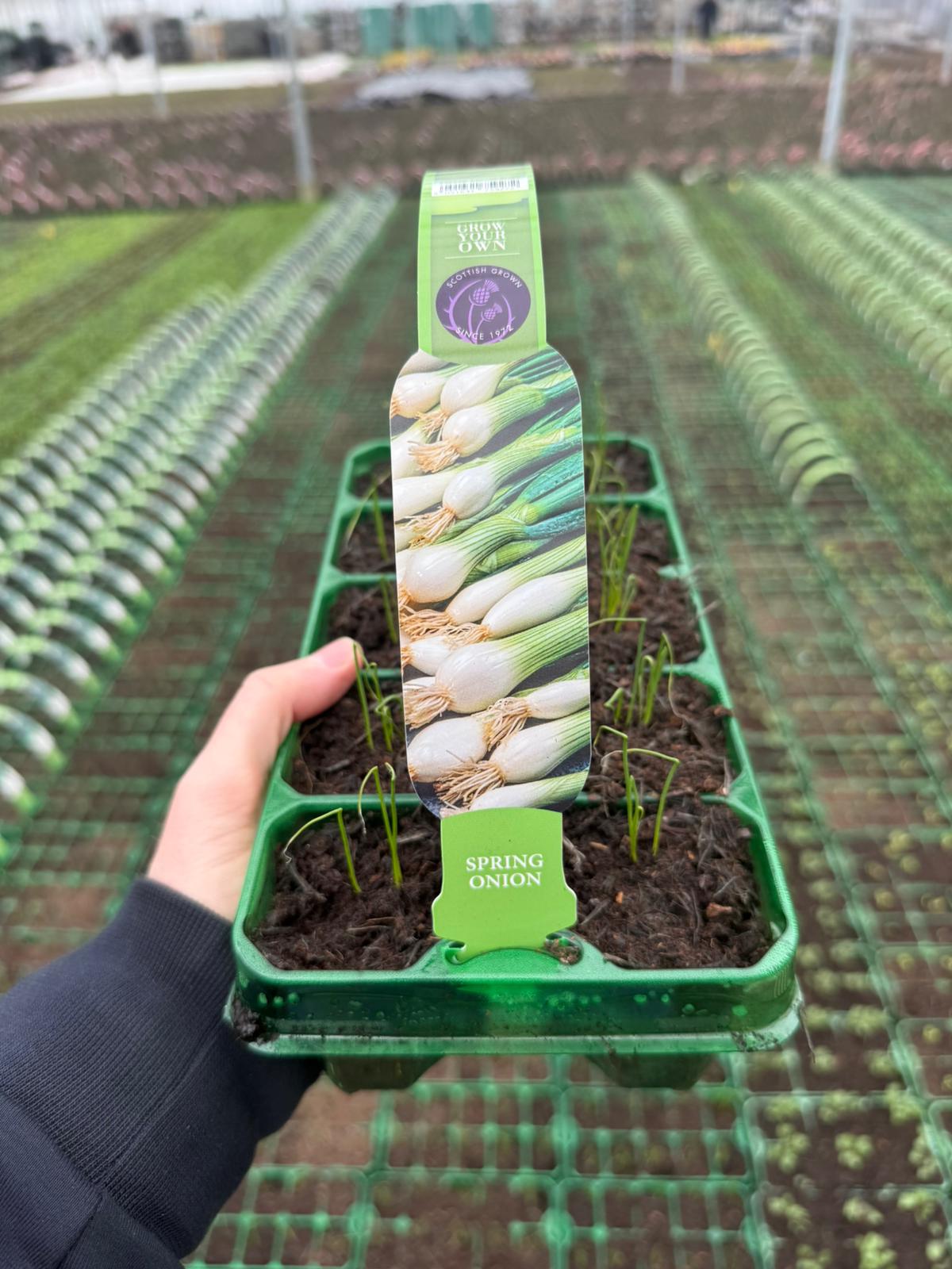 Picture of Spring Onion