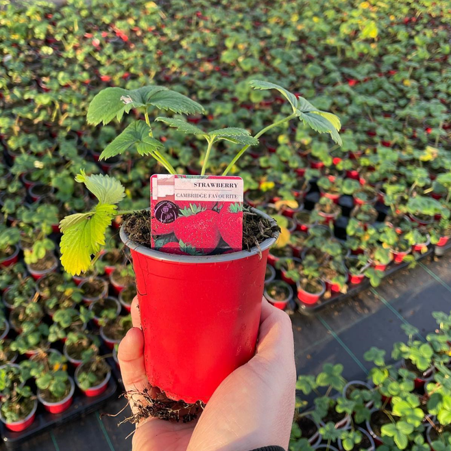 Picture of Strawberries - Several Varieties