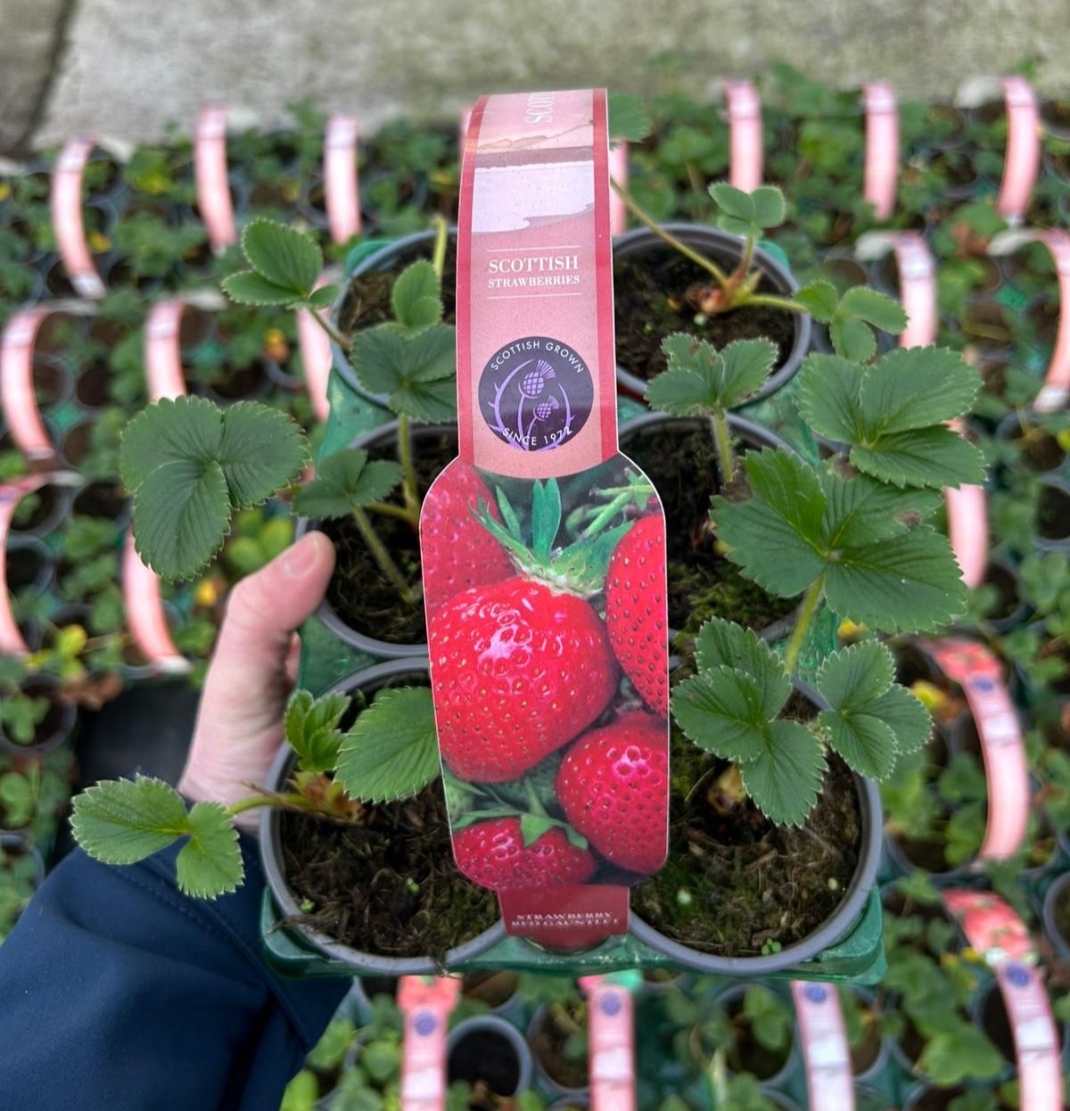 Picture of Strawberry Carry Six Pack