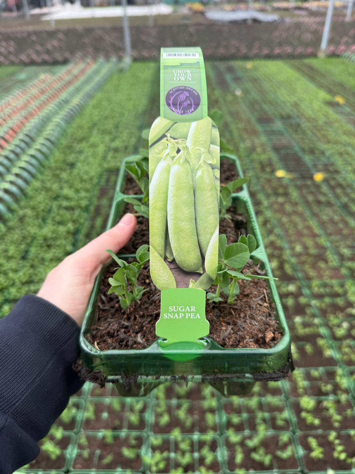 Picture of Pea Sugar Snap