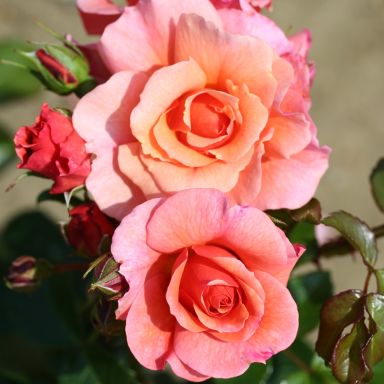Picture of Std Rose Summer Beauty
