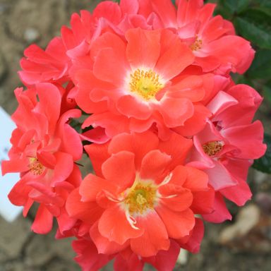 Picture of Patio Rose Sunseeker