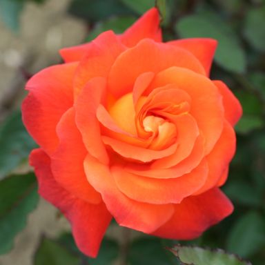 Picture of Bush Rose Super Trouper
