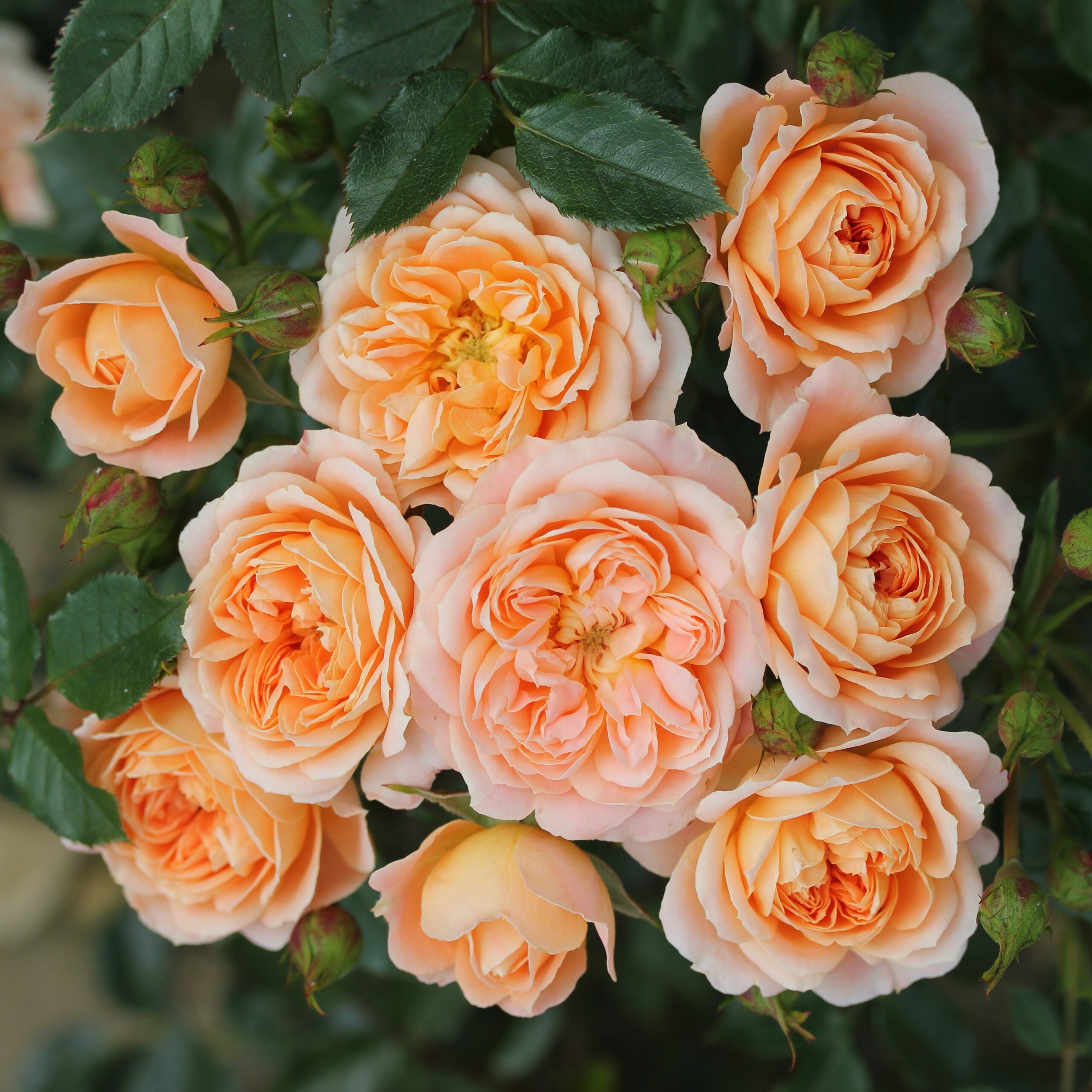 Picture of Patio Rose Sweet Dream