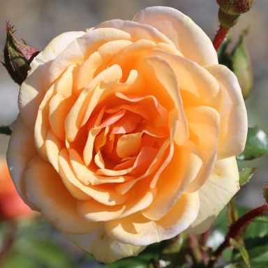 Picture of Bush Rose Sweet Honey