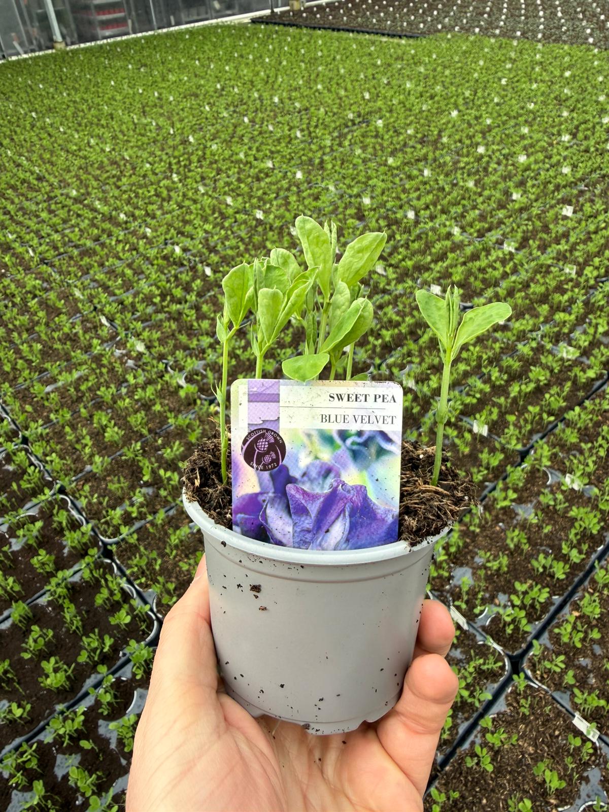 Picture of Sweat Pea Blue Velvet