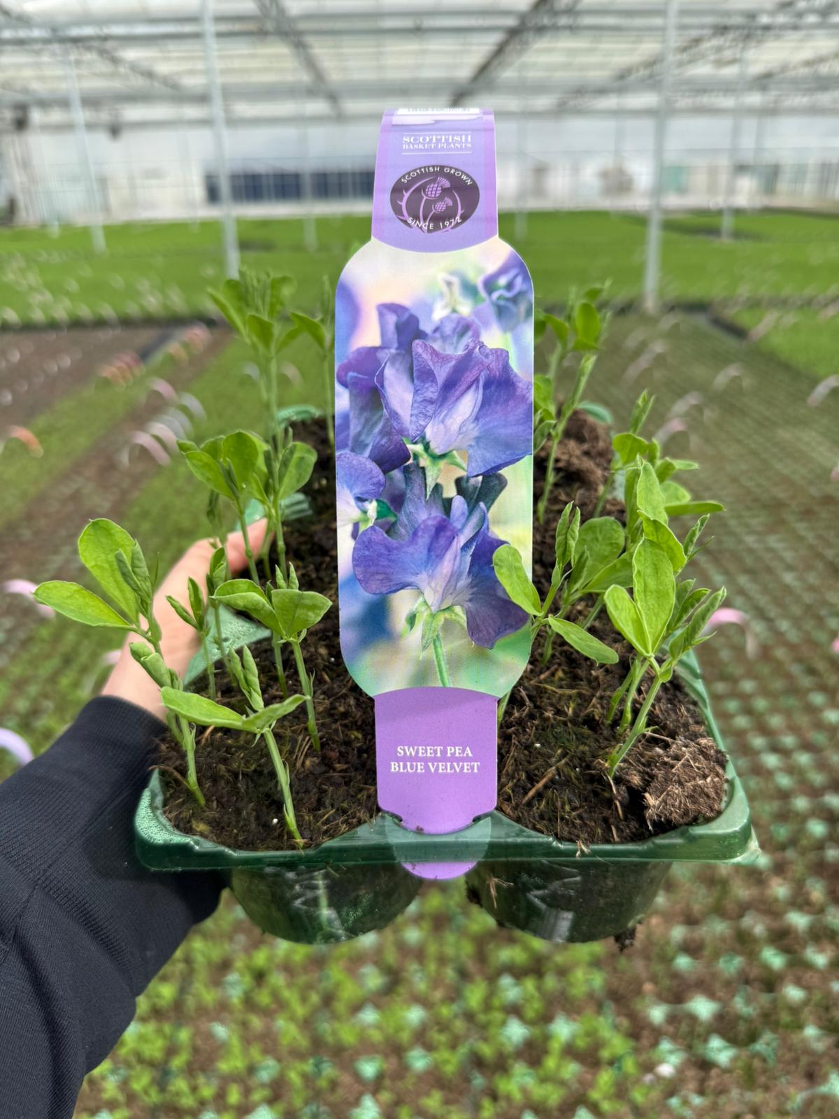 Picture of Sweat Pea Blue Velvet Carry Pack