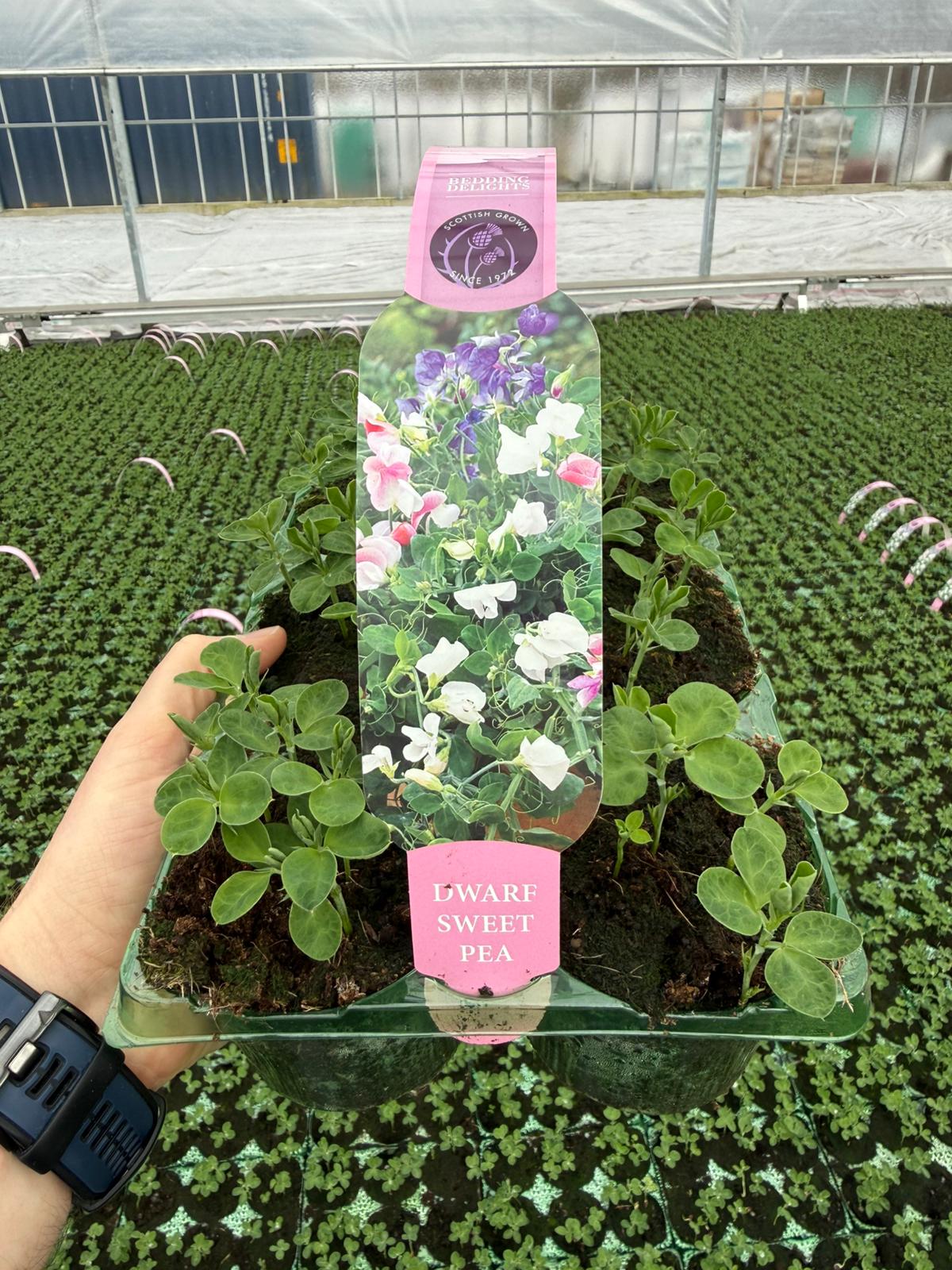 Picture of Sweet Pea Dwarf Carry Pack