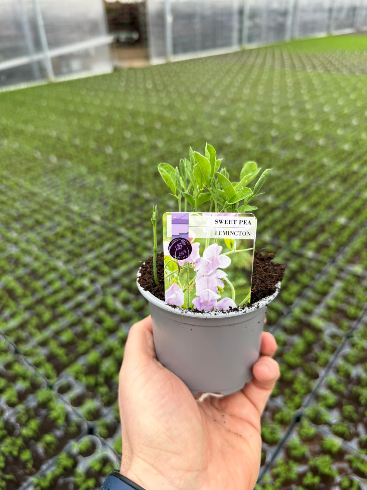 Picture of Sweet Pea Lemington