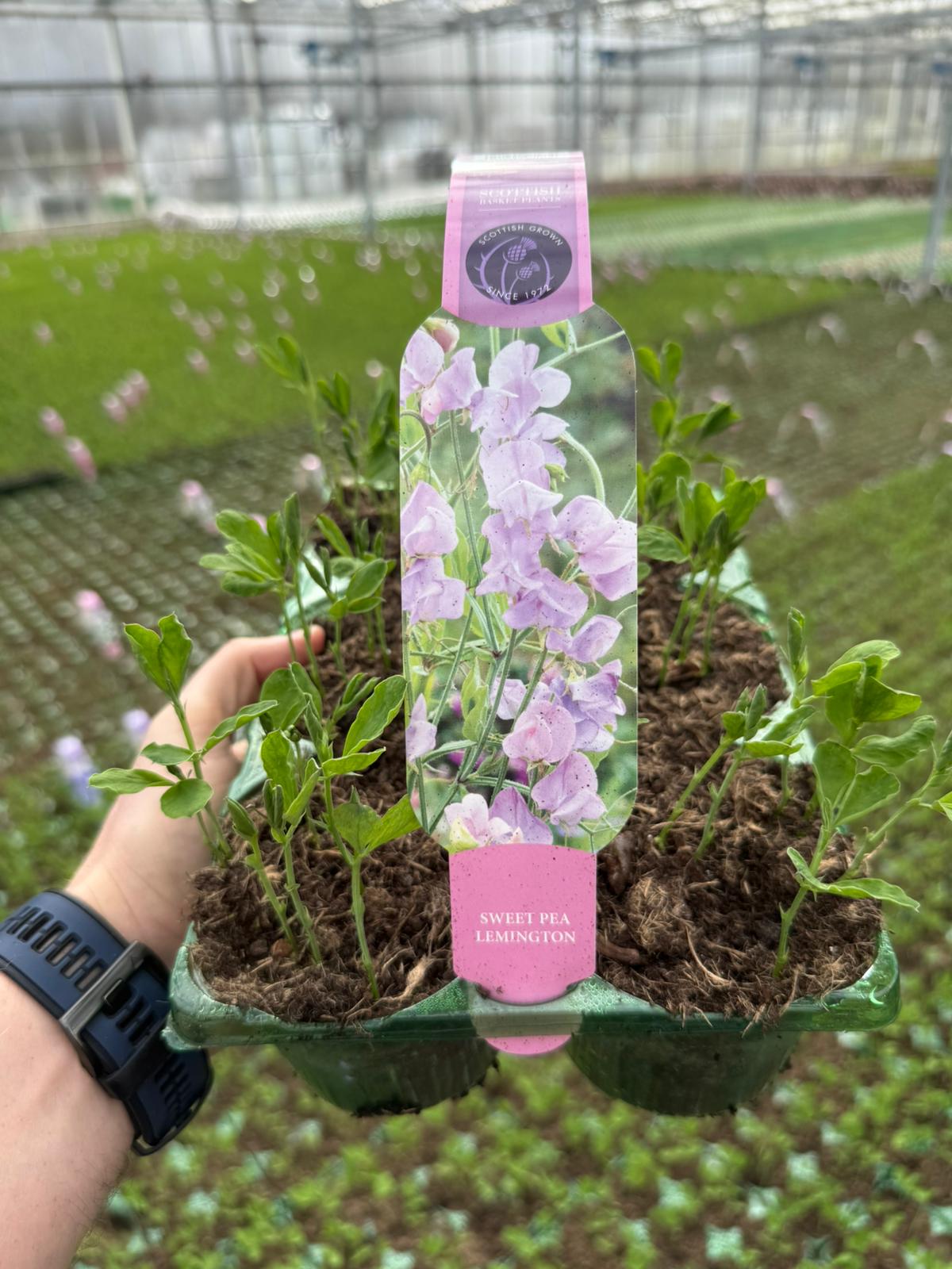 Picture of Sweet Pea Lemington Carry Pack