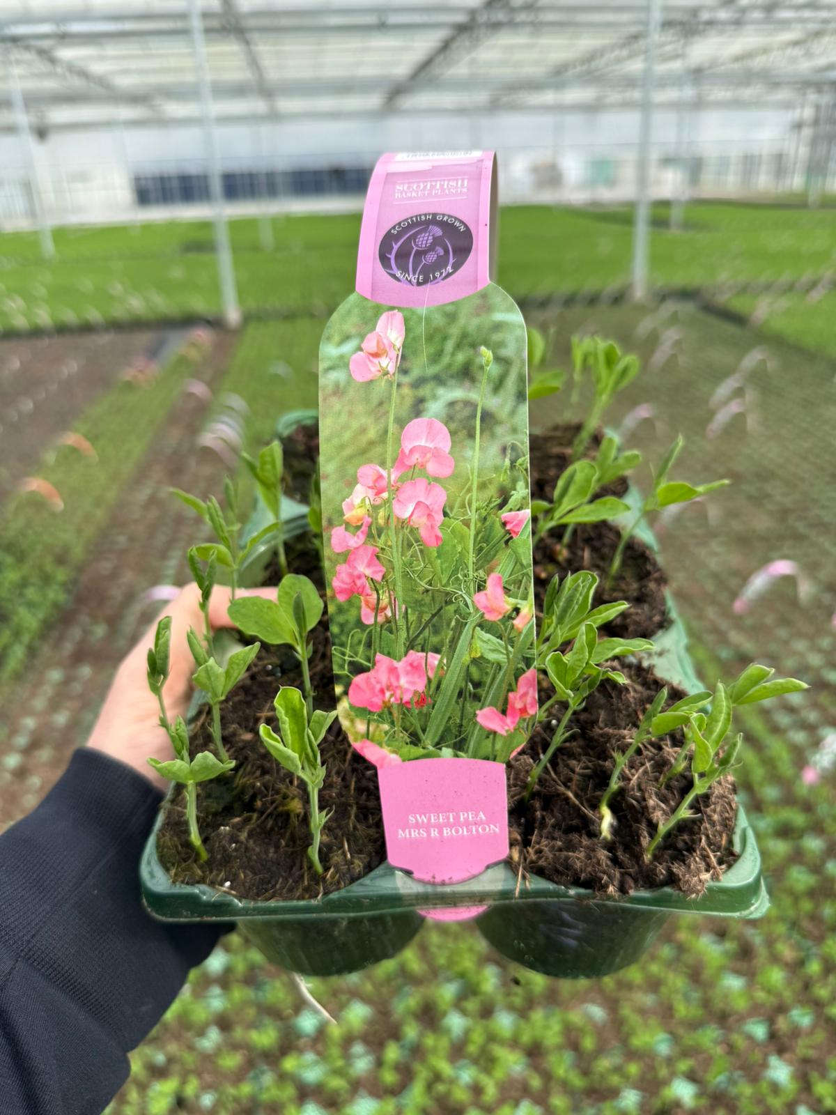 Picture of Sweet Pea Mrs R Bolton Carry Pack