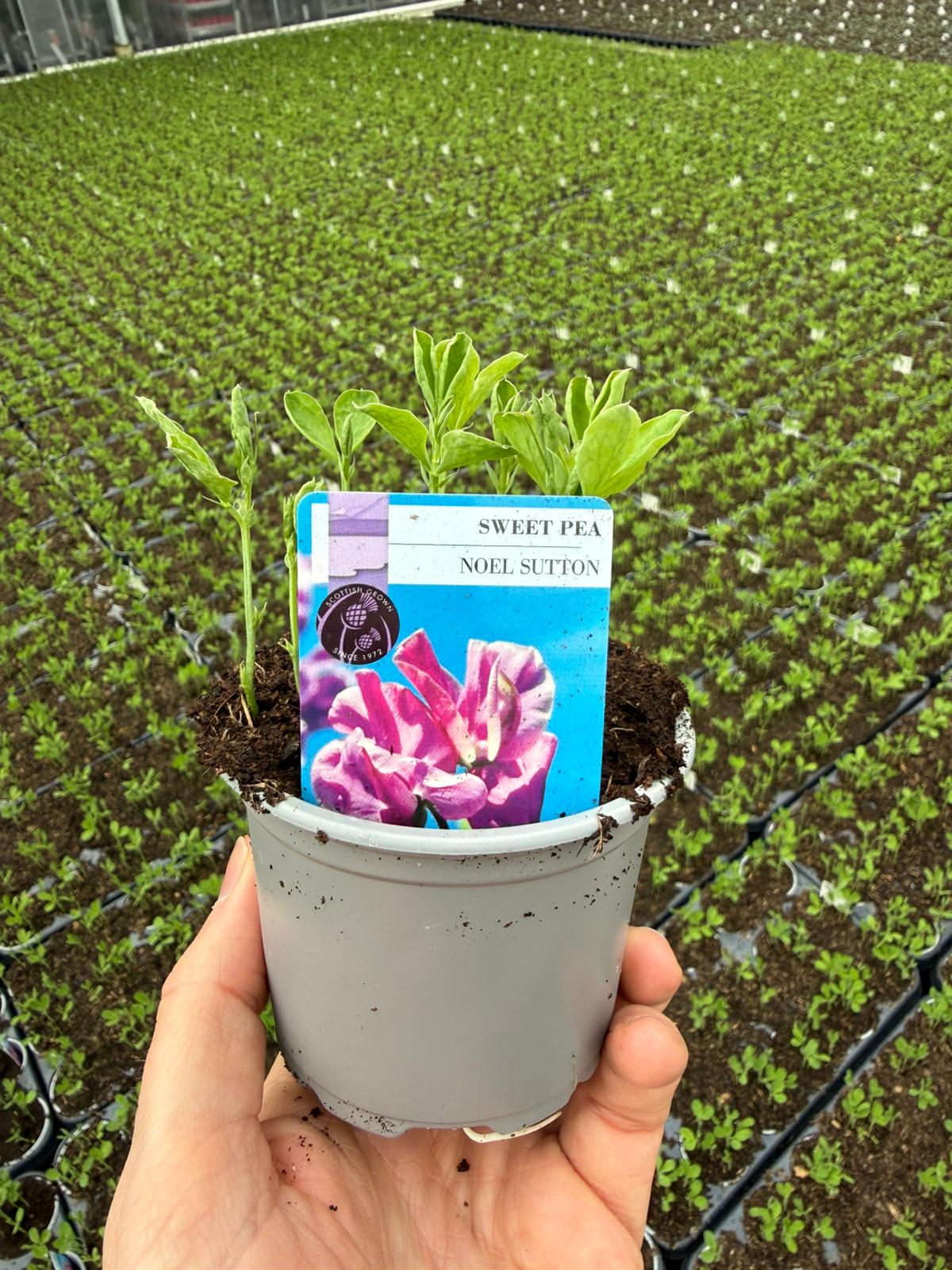 Picture of Sweet Pea Noel Sutton