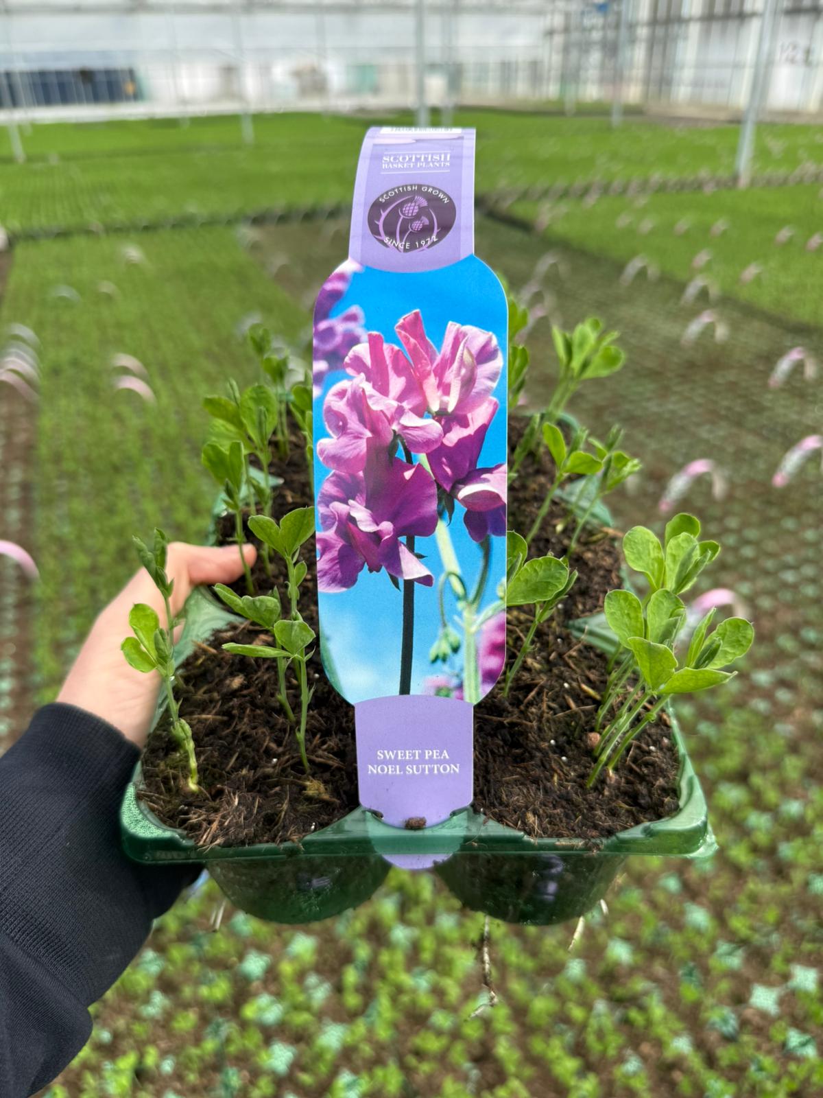 Picture of Sweet Pea Noel Sutton Carry Pack