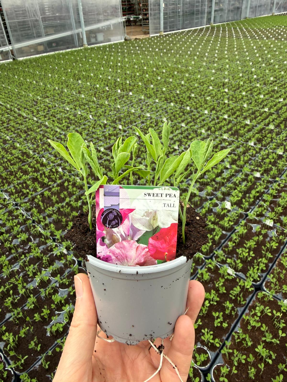 Picture of Sweet Pea Tall