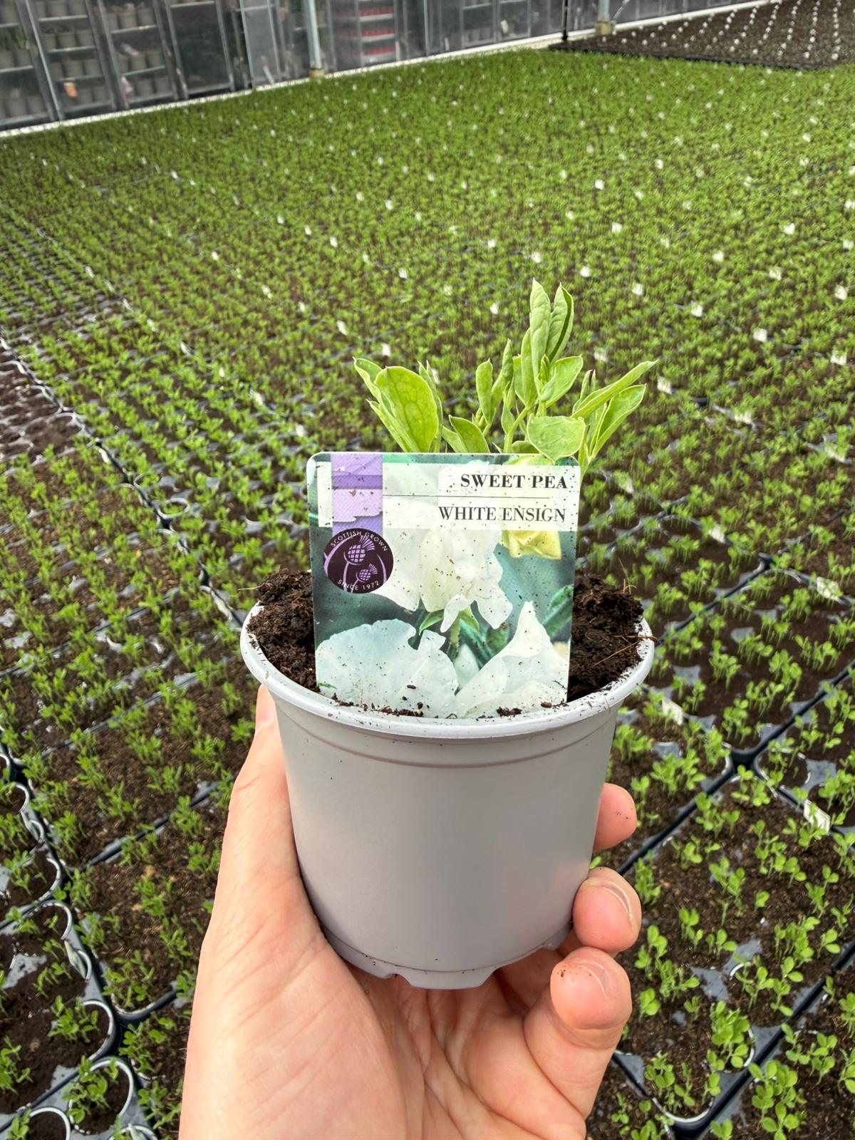 Picture of Sweet Pea White Ensign