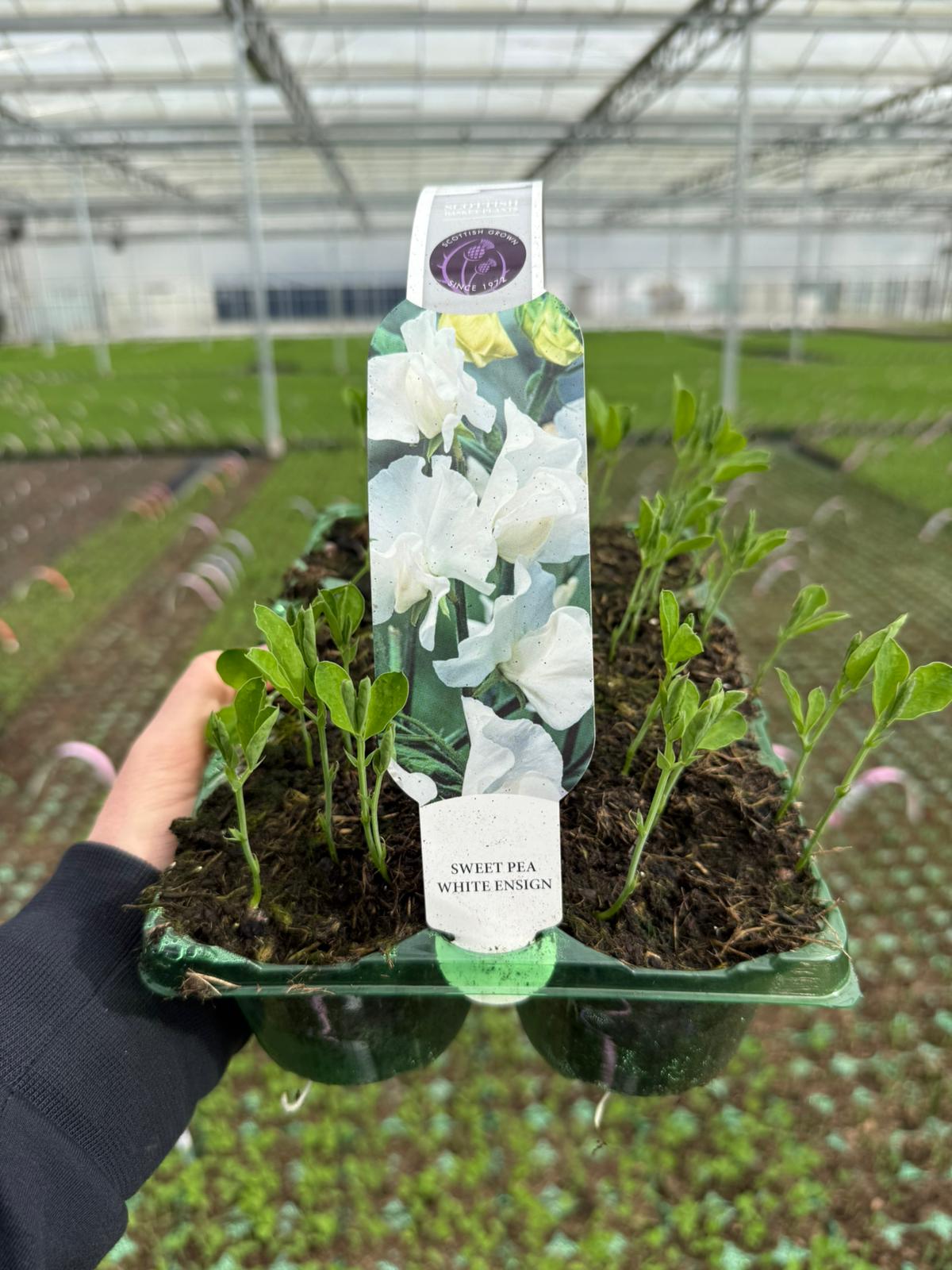 Picture of Sweet Pea White Ensign Carry Pack