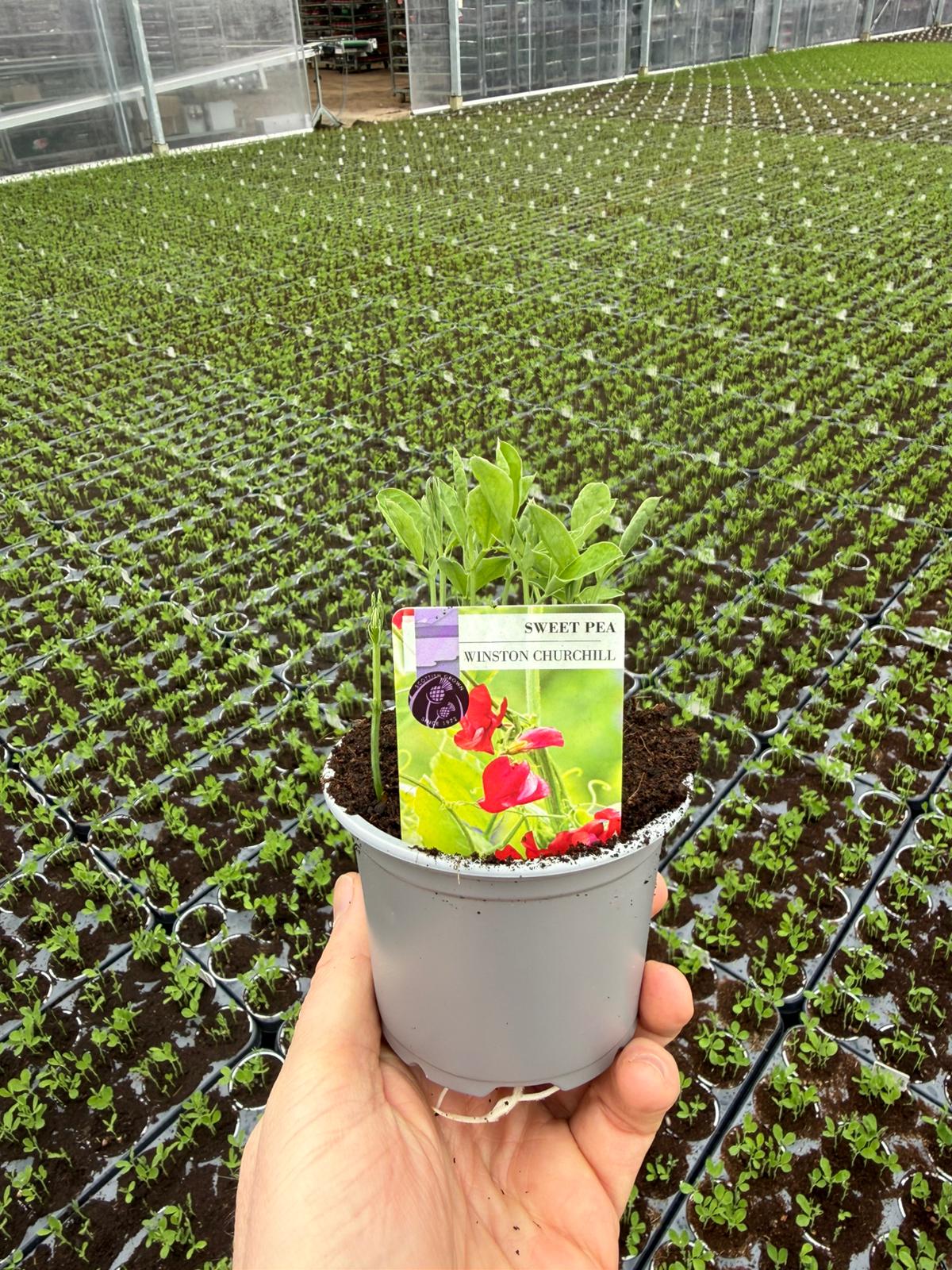 Picture of Sweet Pea Winston Churchill