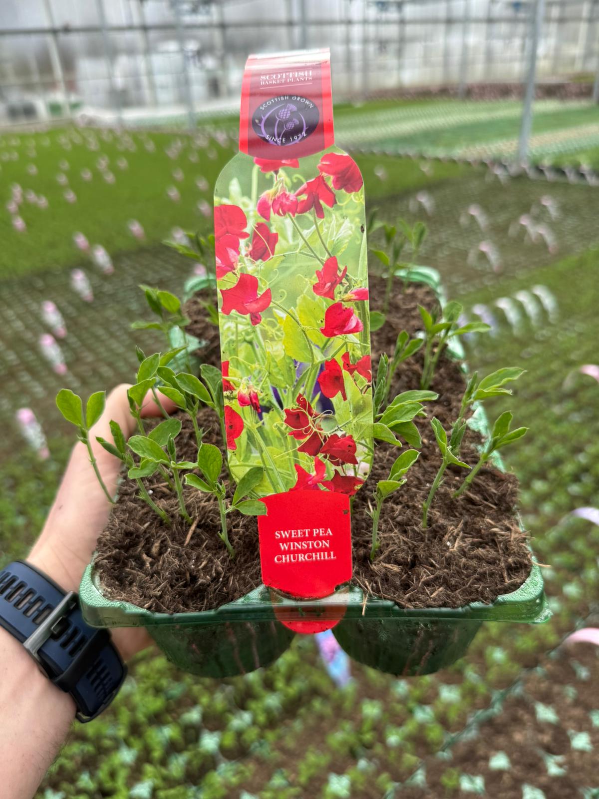 Picture of Sweet Pea Winston Churchill Carry Pack