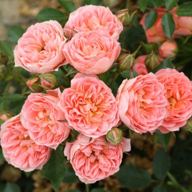 Picture of Patio Rose Sweet Wonder