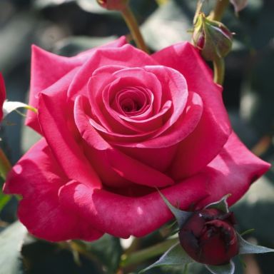 Picture of Bush Rose Home Florist Timeless Charisma