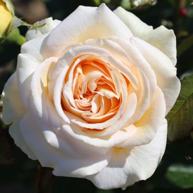 Picture of Bush Rose Home Florist Timeless Cream