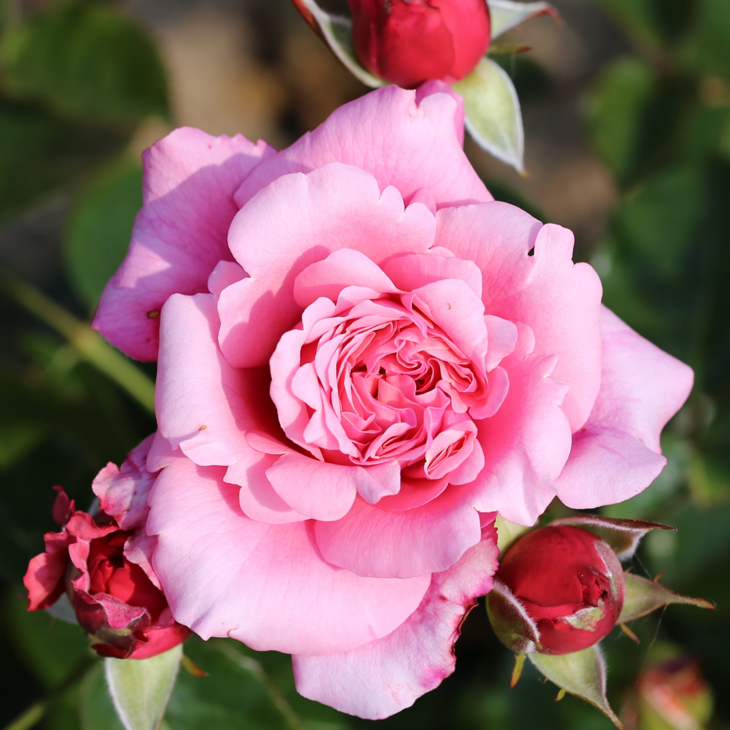 Picture of Bush Rose Home Florist Timeless Pink