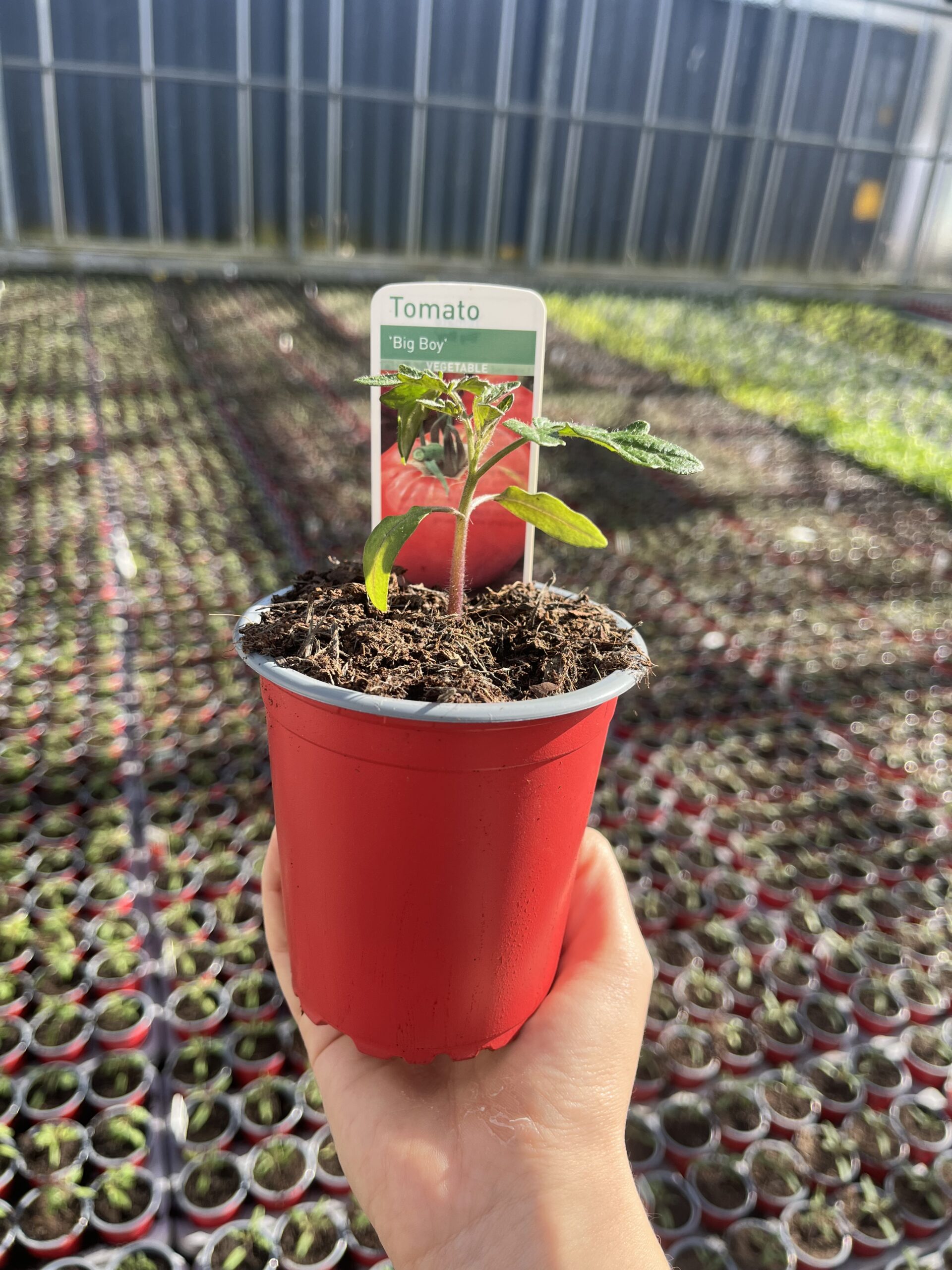 Picture of Tomato Big Boy