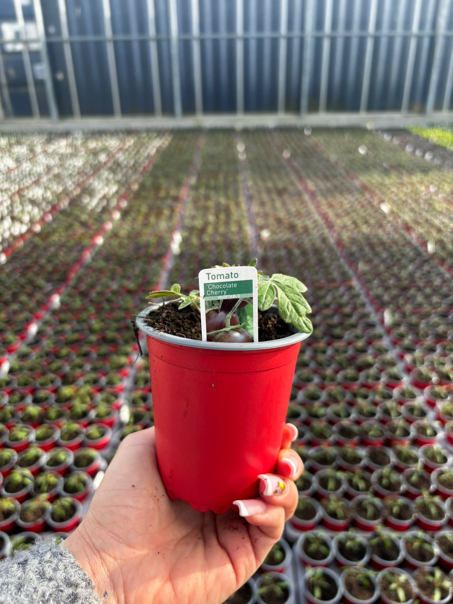 Picture of Tomato Chocolate Cherry