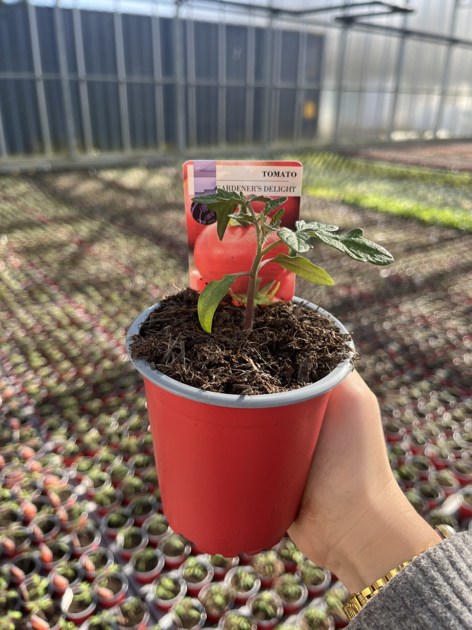 Picture of Tomato Gardener's Delight