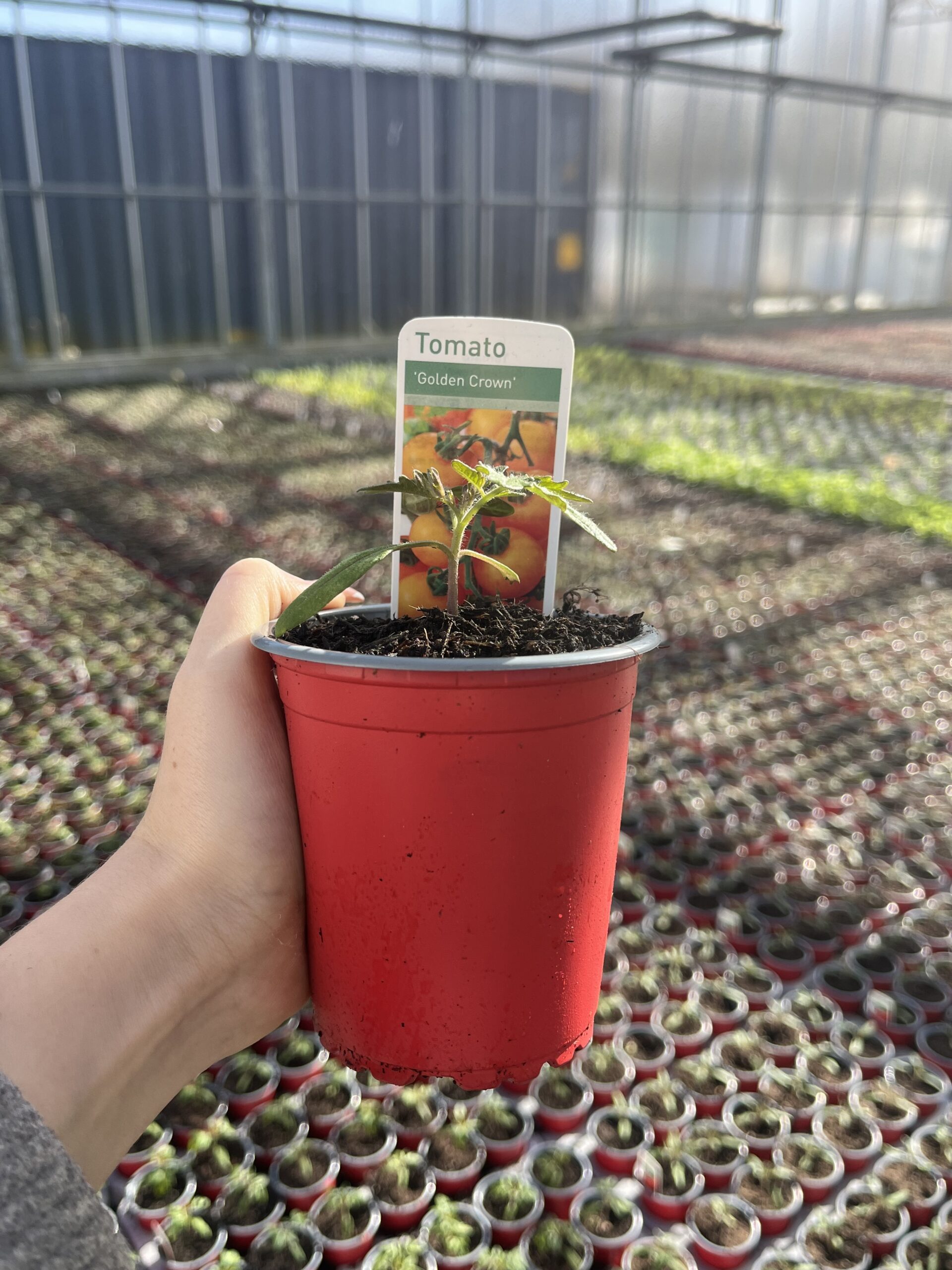 Picture of Tomato Golden Crown