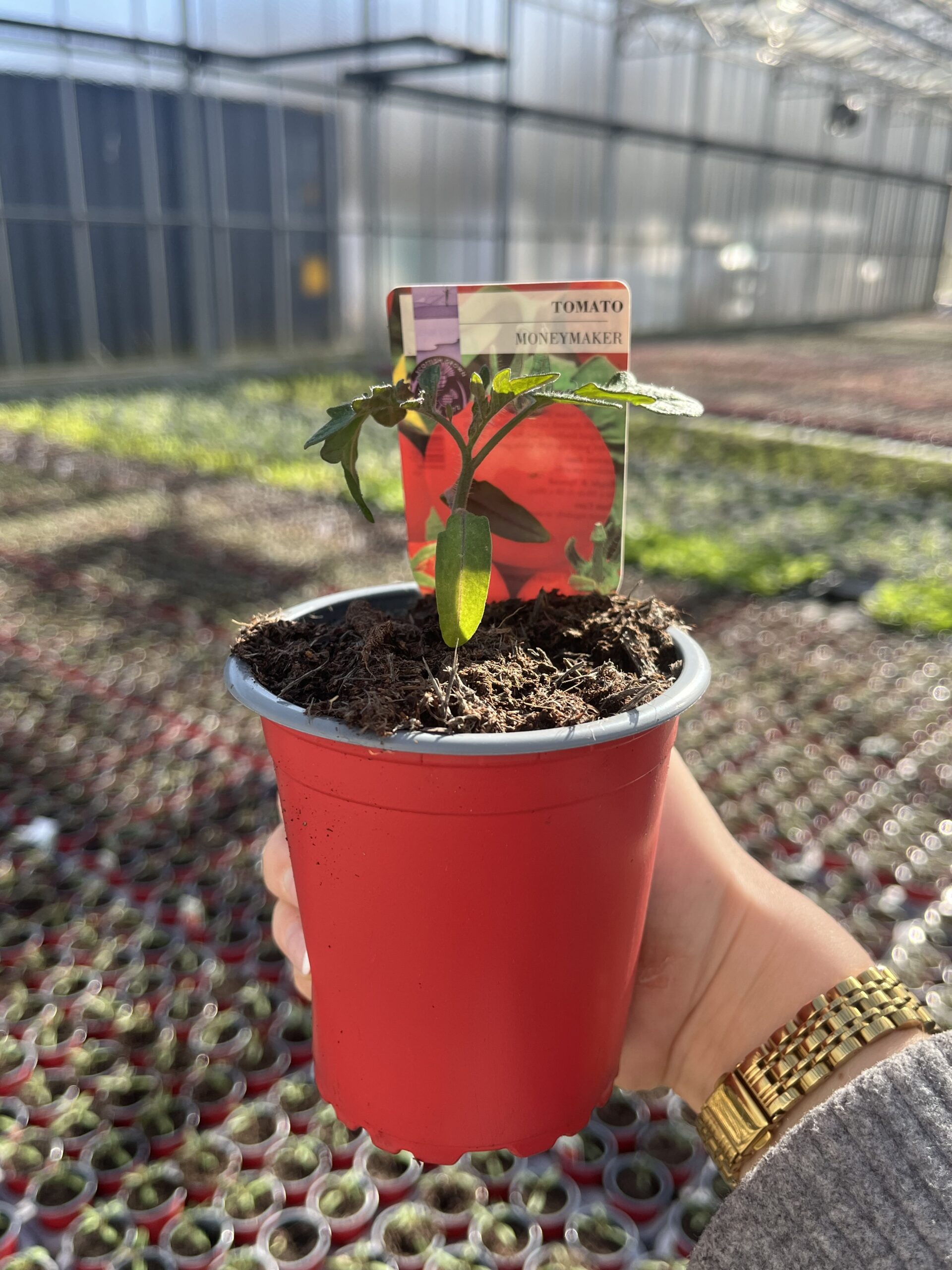 Picture of Tomato Moneymaker