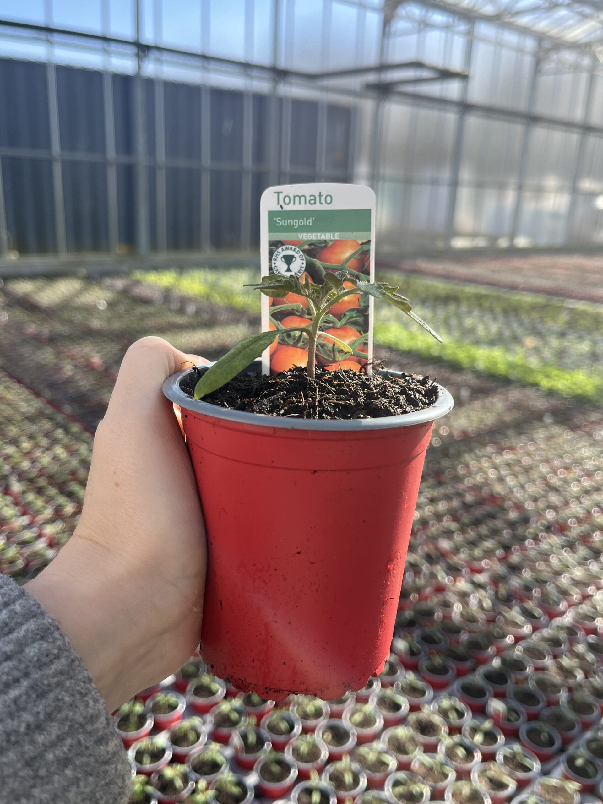 Picture of Tomoto Sungold