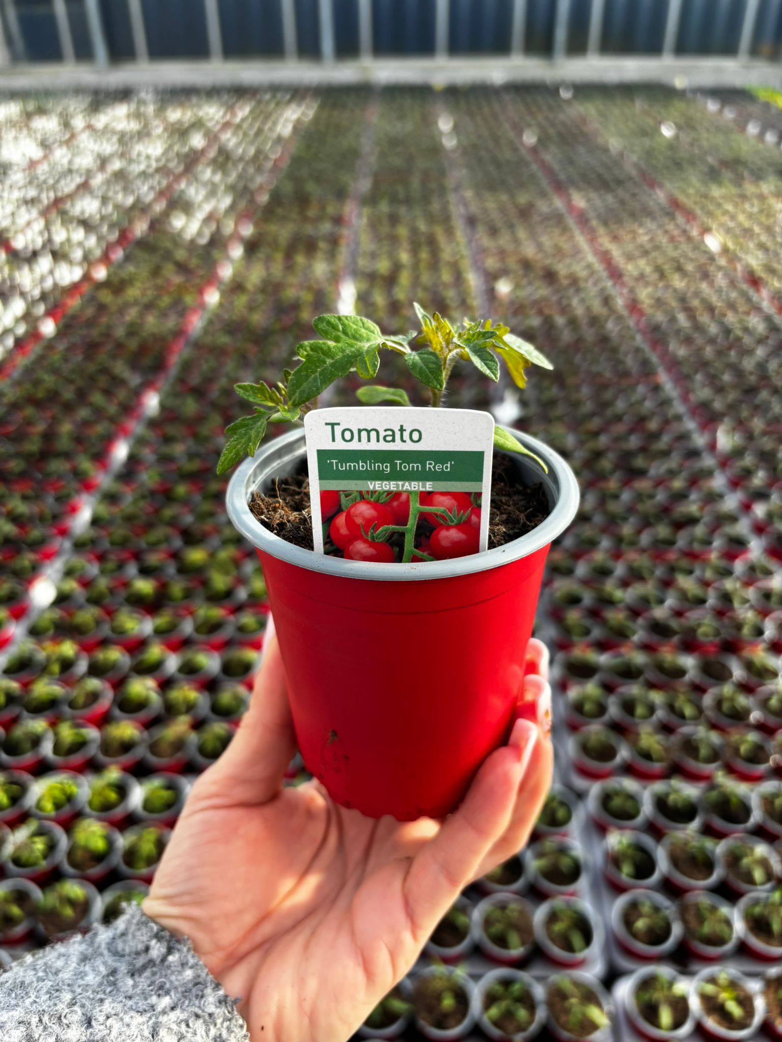 Picture of Tomato Tumbling Tom Red