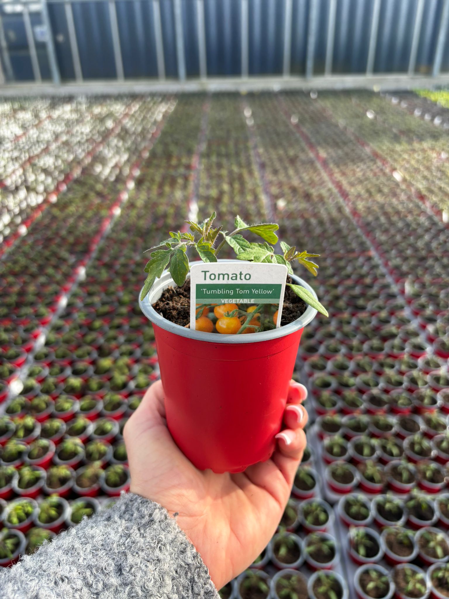 Picture of Tomato Tumbling Tom Yellow