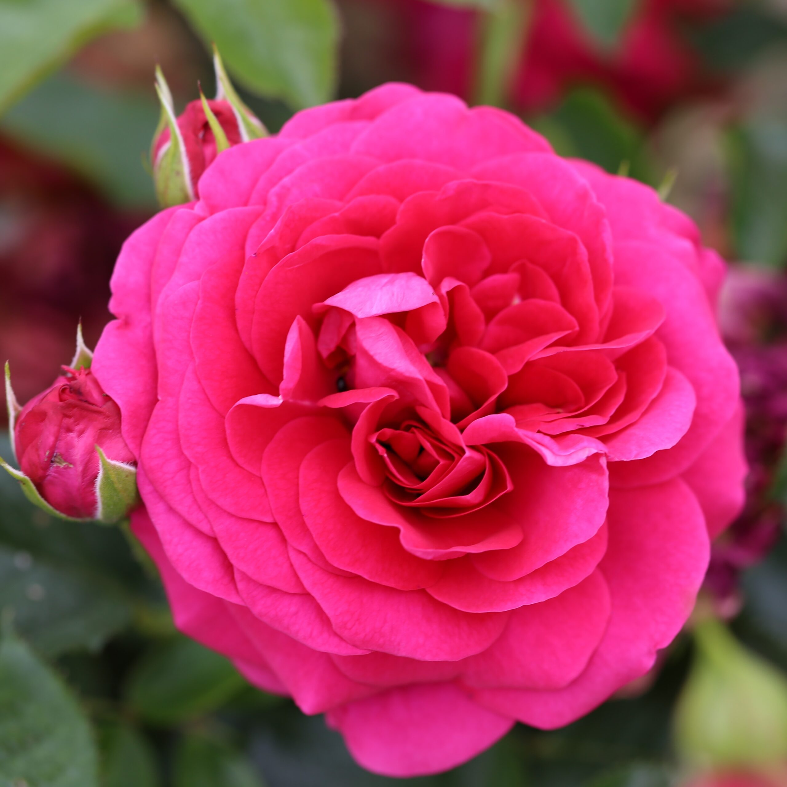 Picture of Bush Rose Truly Loved