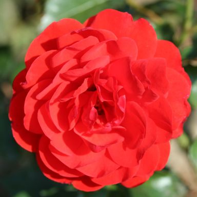 Picture of Bush Rose Trumpeter