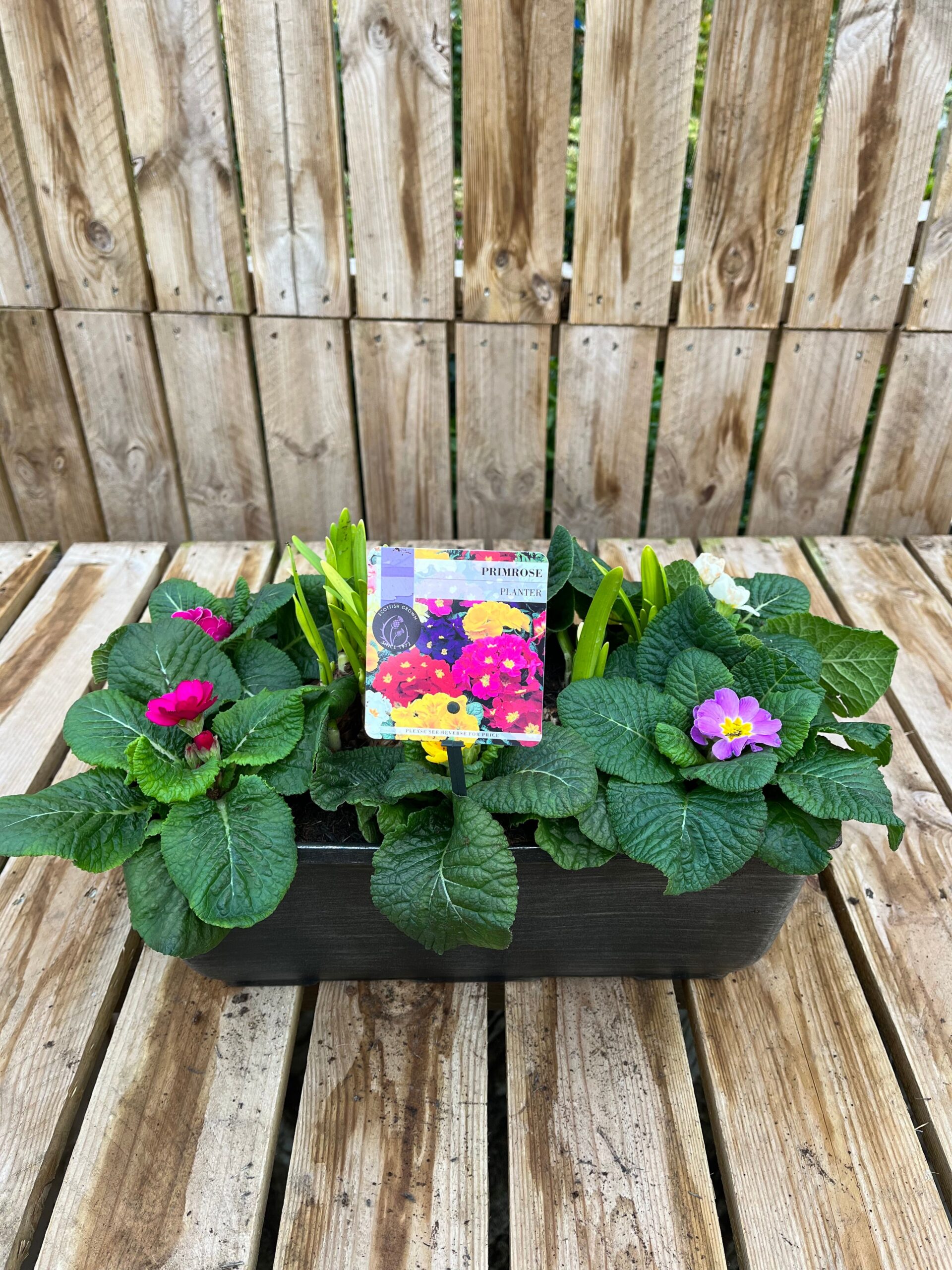 Picture of Primrose Planter Tulipa Trough 