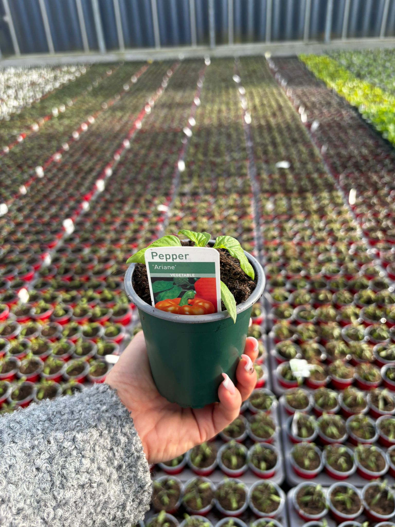 Picture of Pepper Sweet Orange