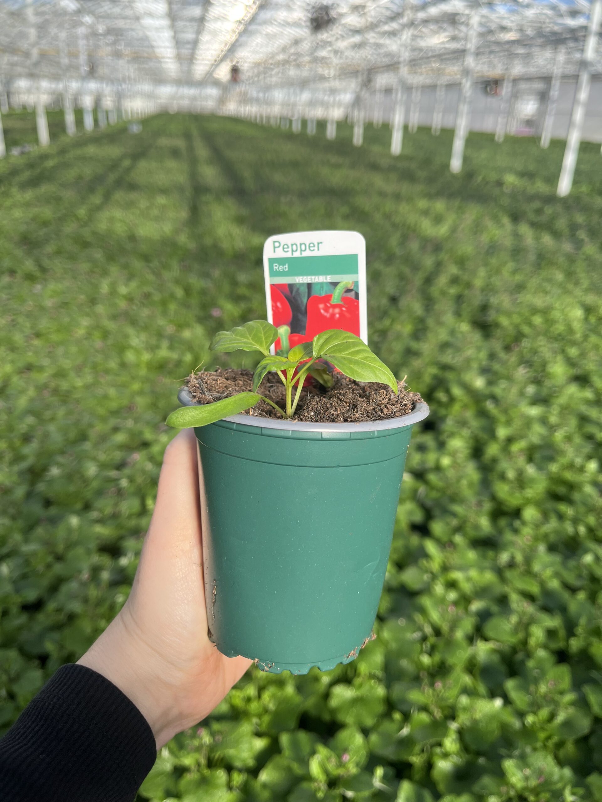 Picture of Pepper Sweet Red