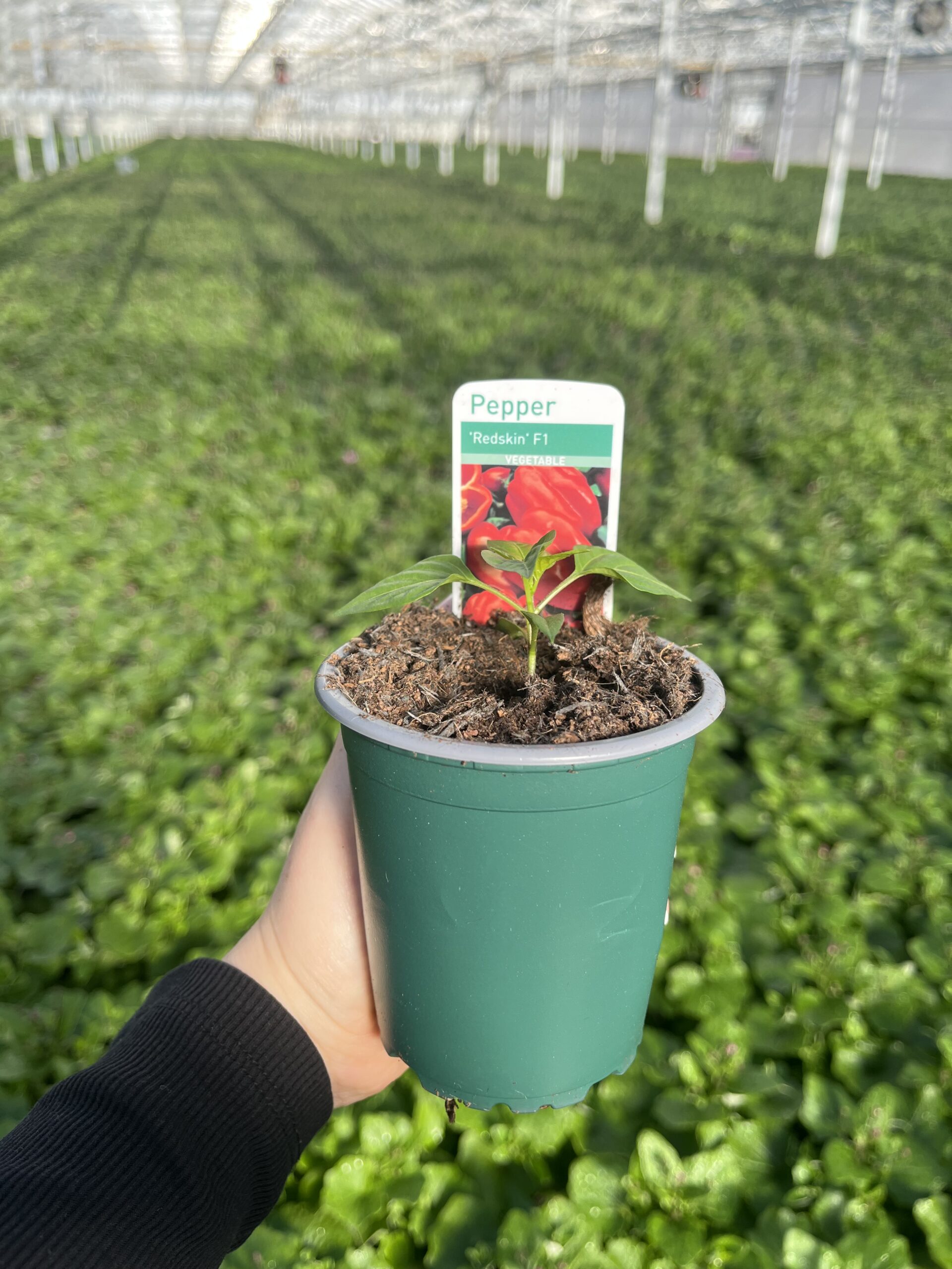 Picture of Pepper Redskin