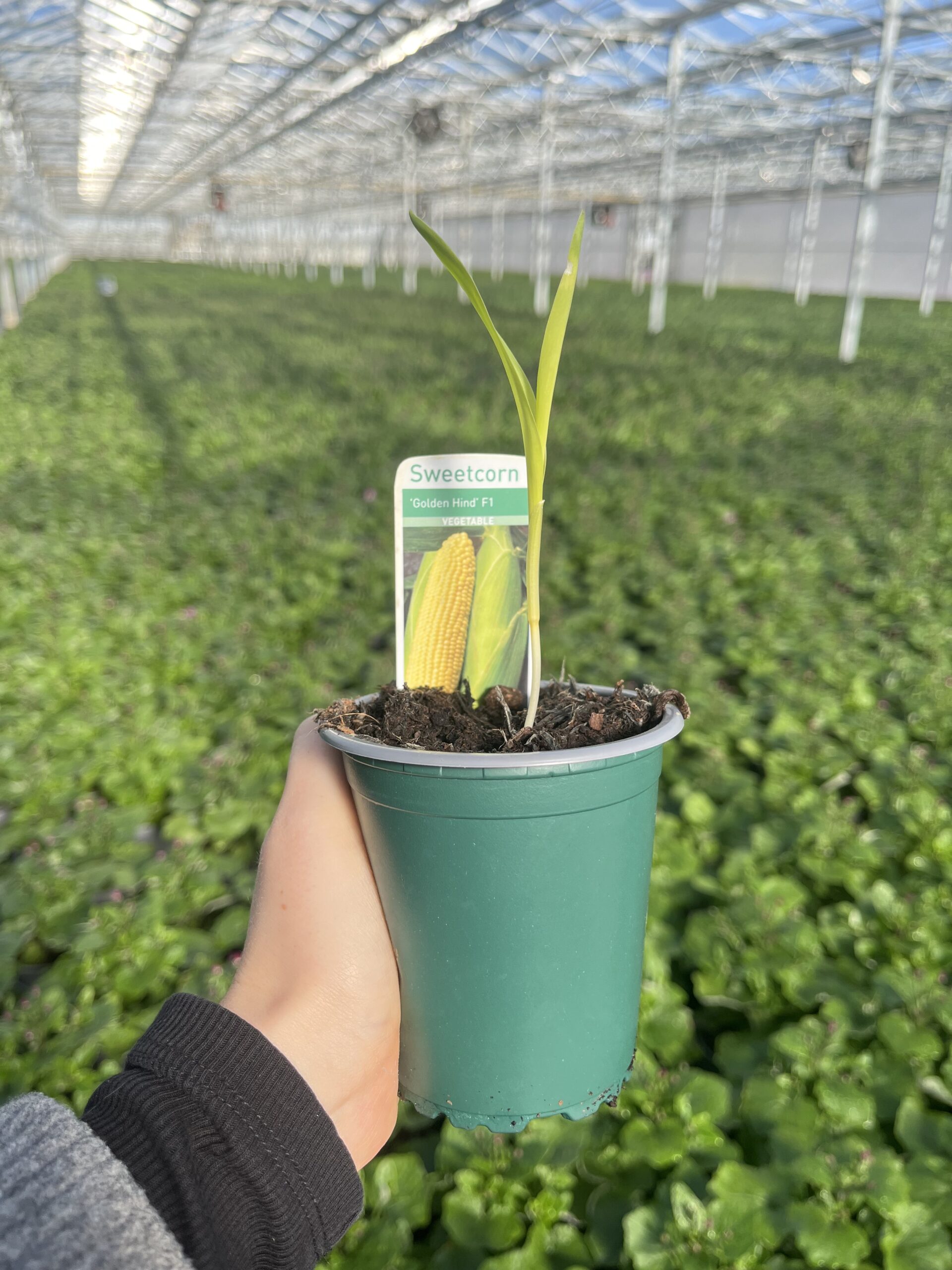 Picture of Sweetcorn Goldcrest