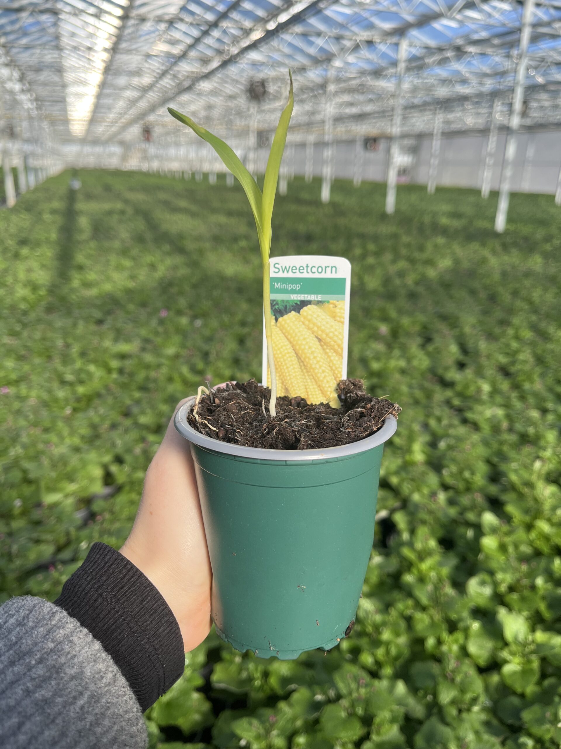 Picture of Sweetcorn Mini Pop